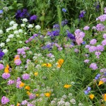 A member of the american council for women