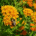 A member of the american council for women
