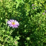 A member of the american council for women