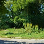 A member of the american council for women