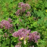 A member of the american council for women