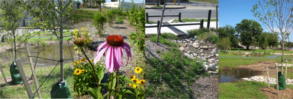 Photo Album A member of the american council for women